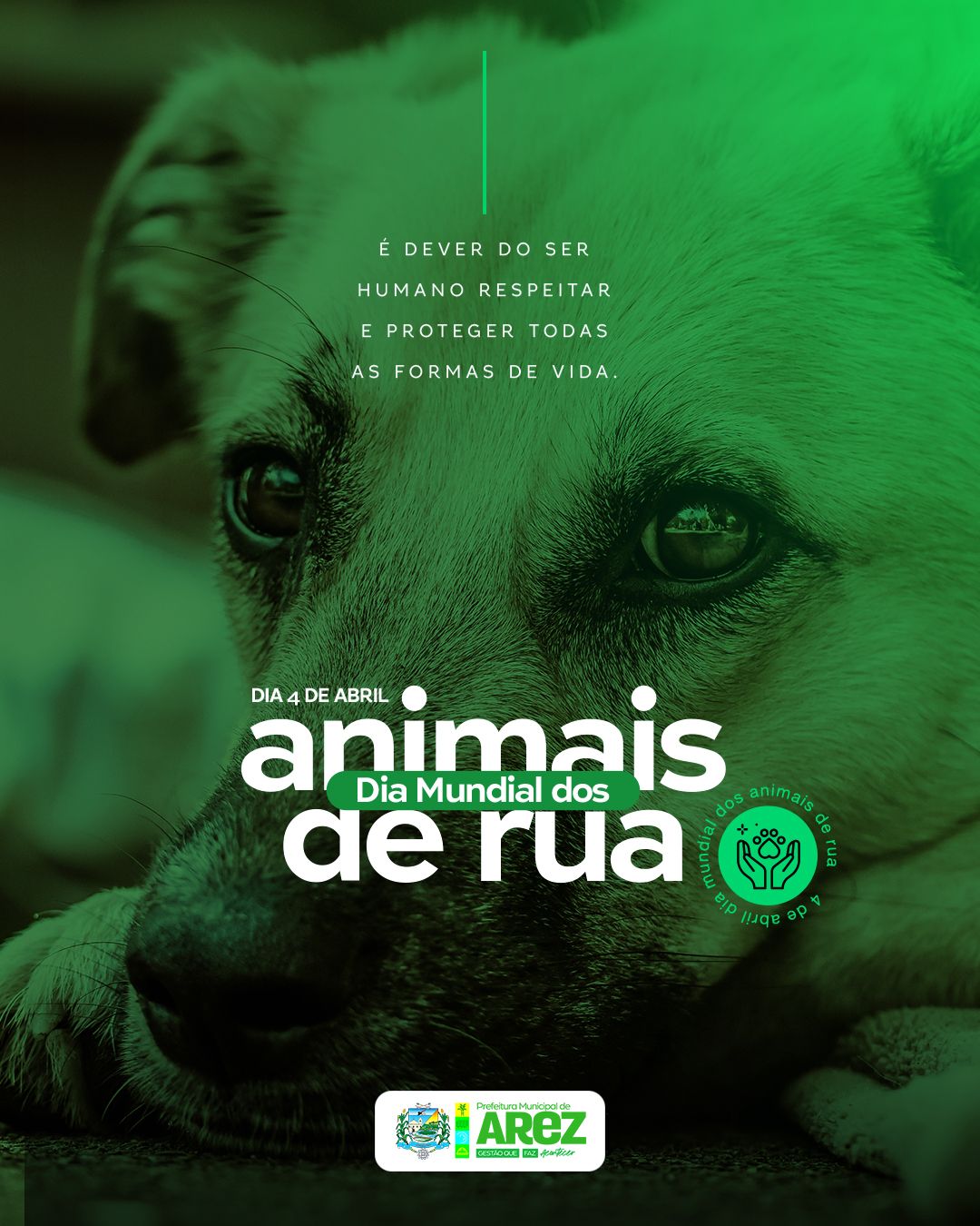 Leia mais sobre o artigo Dia Mundial dos Animais de Rua